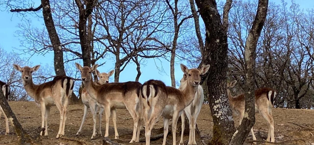 Bourazani Wild Life Resort Konitsa Zewnętrze zdjęcie