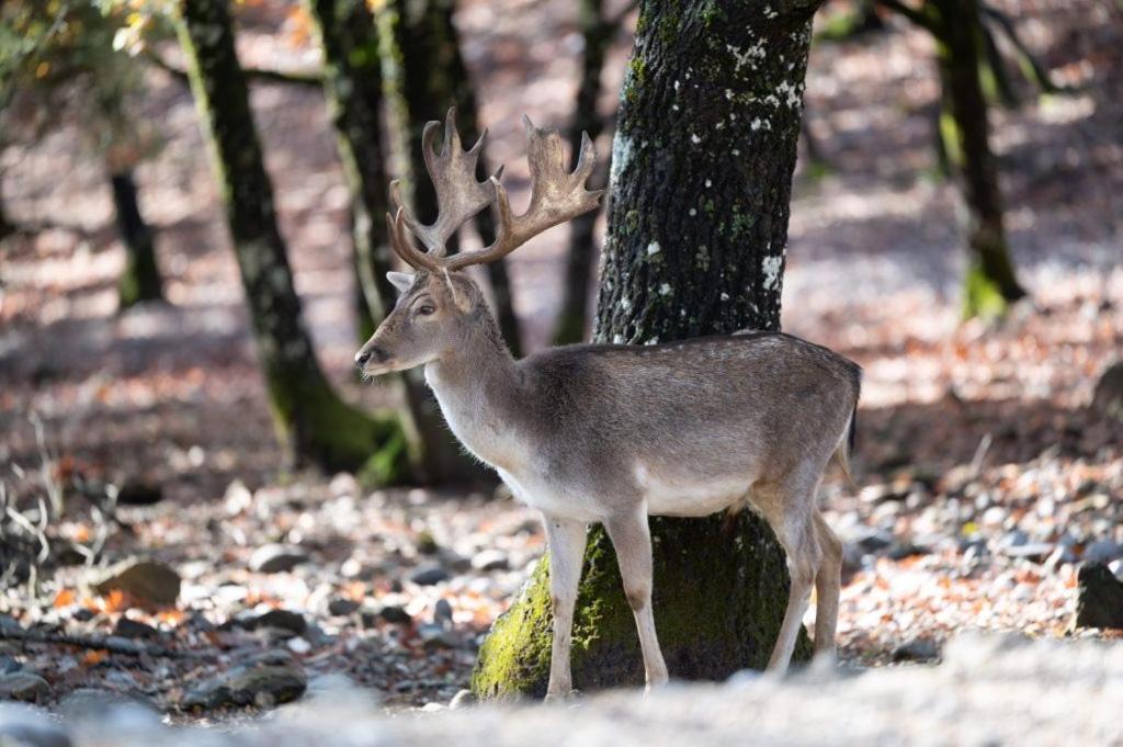 Bourazani Wild Life Resort Konitsa Zewnętrze zdjęcie