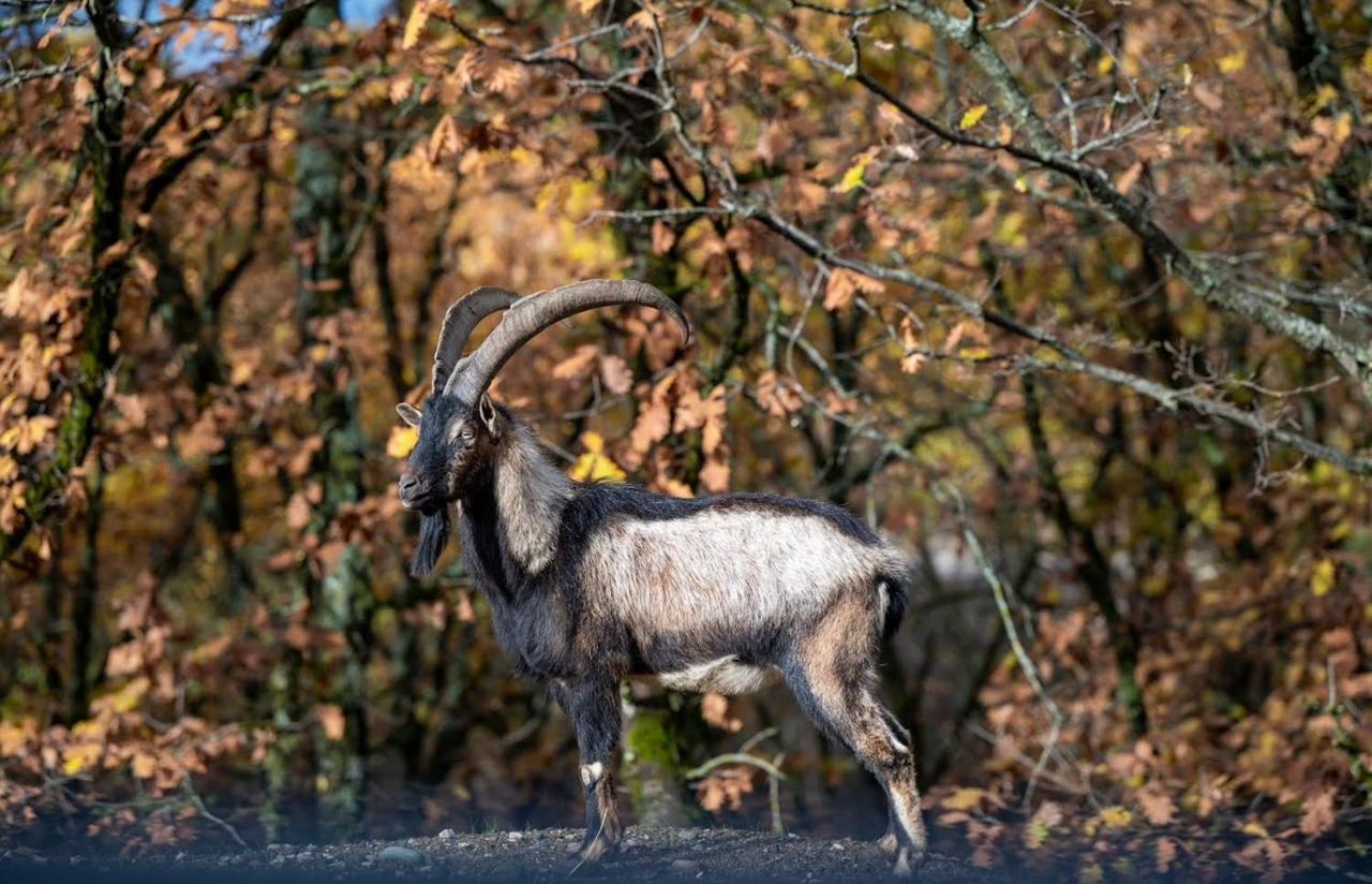 Bourazani Wild Life Resort Konitsa Zewnętrze zdjęcie