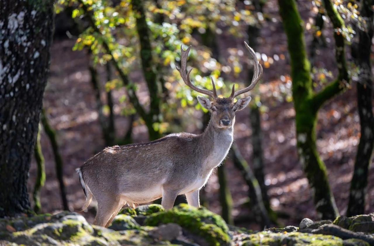 Bourazani Wild Life Resort Konitsa Zewnętrze zdjęcie