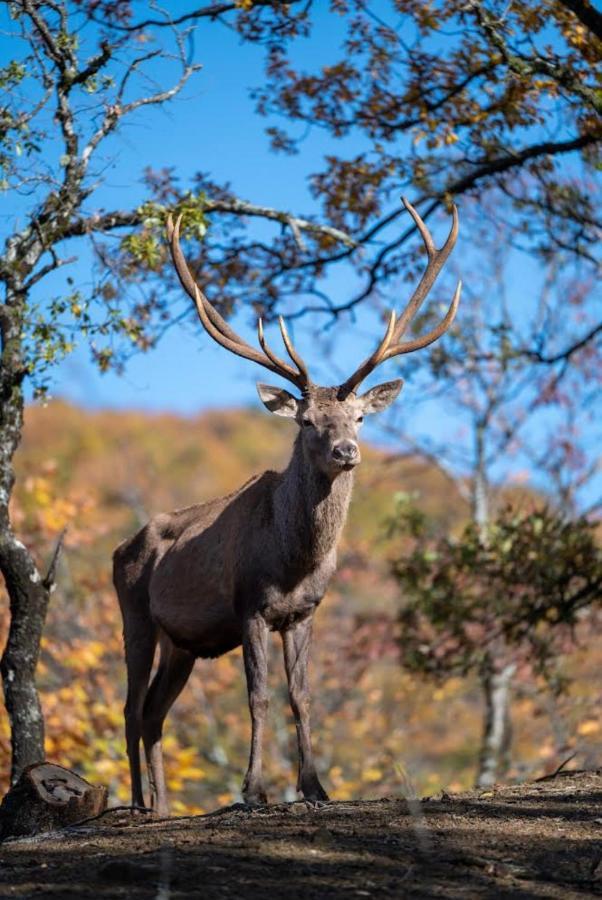 Bourazani Wild Life Resort Konitsa Zewnętrze zdjęcie