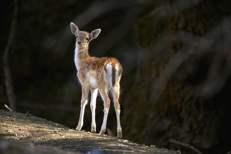 Bourazani Wild Life Resort Konitsa Zewnętrze zdjęcie
